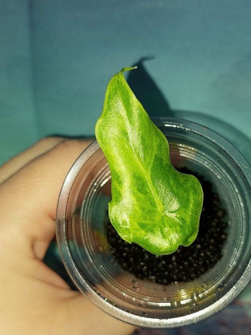 Alocasia Portei variegated