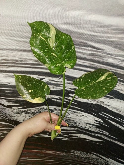 Monstera Thai Constellation
