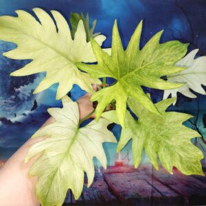 Philodendron Warszewiczii Mint
