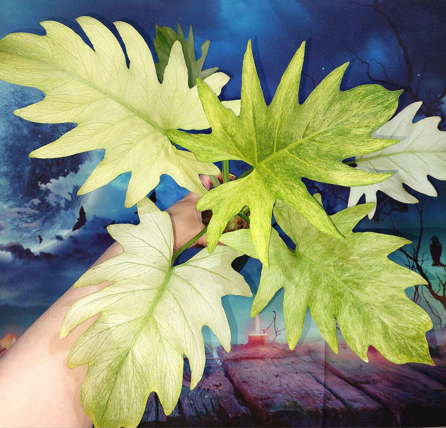 Philodendron Warszewiczii Mint