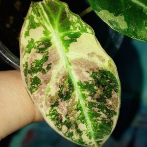 Alocasia Black Velvet Pink Variegata