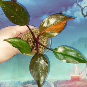 Philodendron Orange Princess
