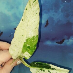 Philodendron Orlando