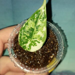 Alocasia Maharani Albo variegated