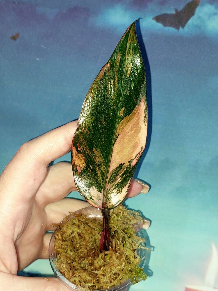 Philodendron Princess of Fire