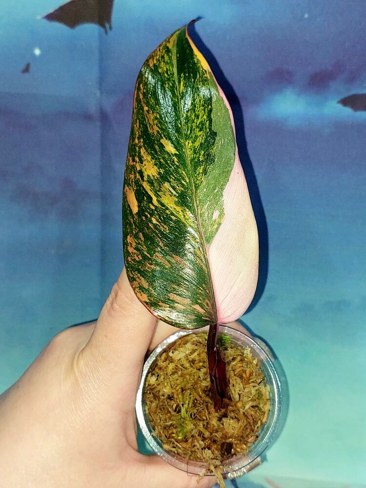 Philodendron Princess of Fire