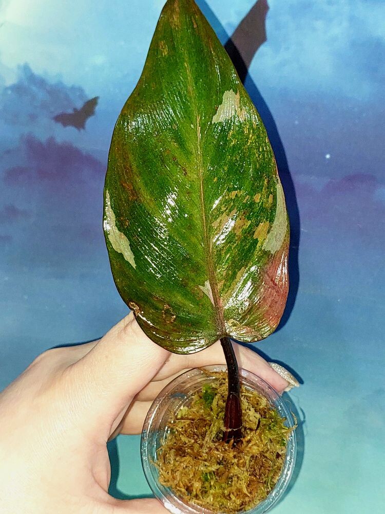 Philodendron Princess of Fire