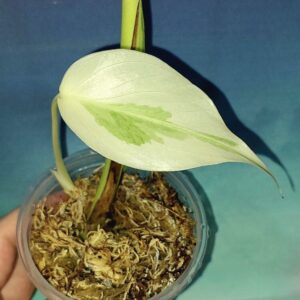 Monstera Full Mint Variegated