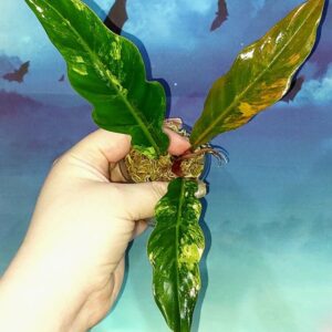 Philodendron Caramel Marble