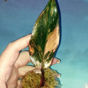 Philodendron Princess of Fire