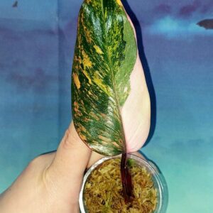 Philodendron Princess of Fire