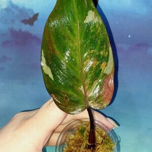 Philodendron Princess of Fire