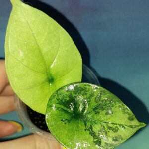 Alocasia Sinuata Albo Mint variegated
