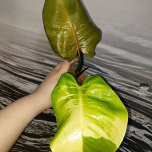 Philodendron Imperial Yellow Flame
