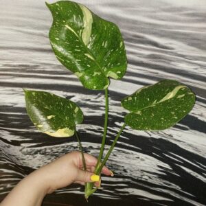 Monstera Thai Constellation