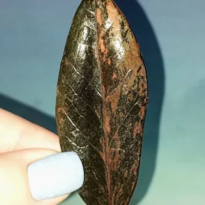 Zamioculcas Black Multicolors
