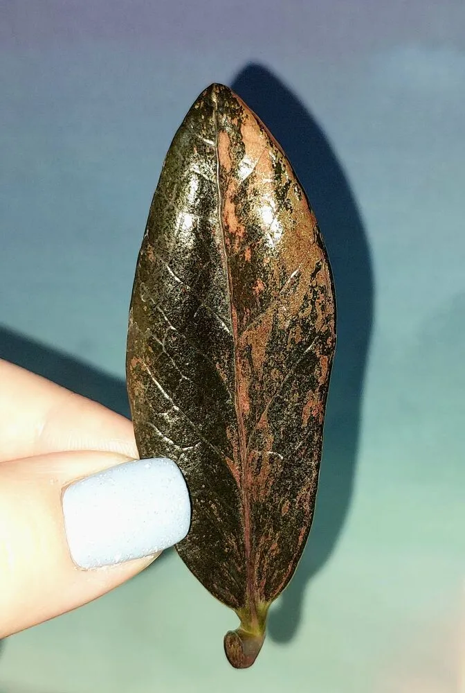 Zamioculcas Black Multicolors