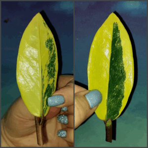 Zamioculcas Lemon