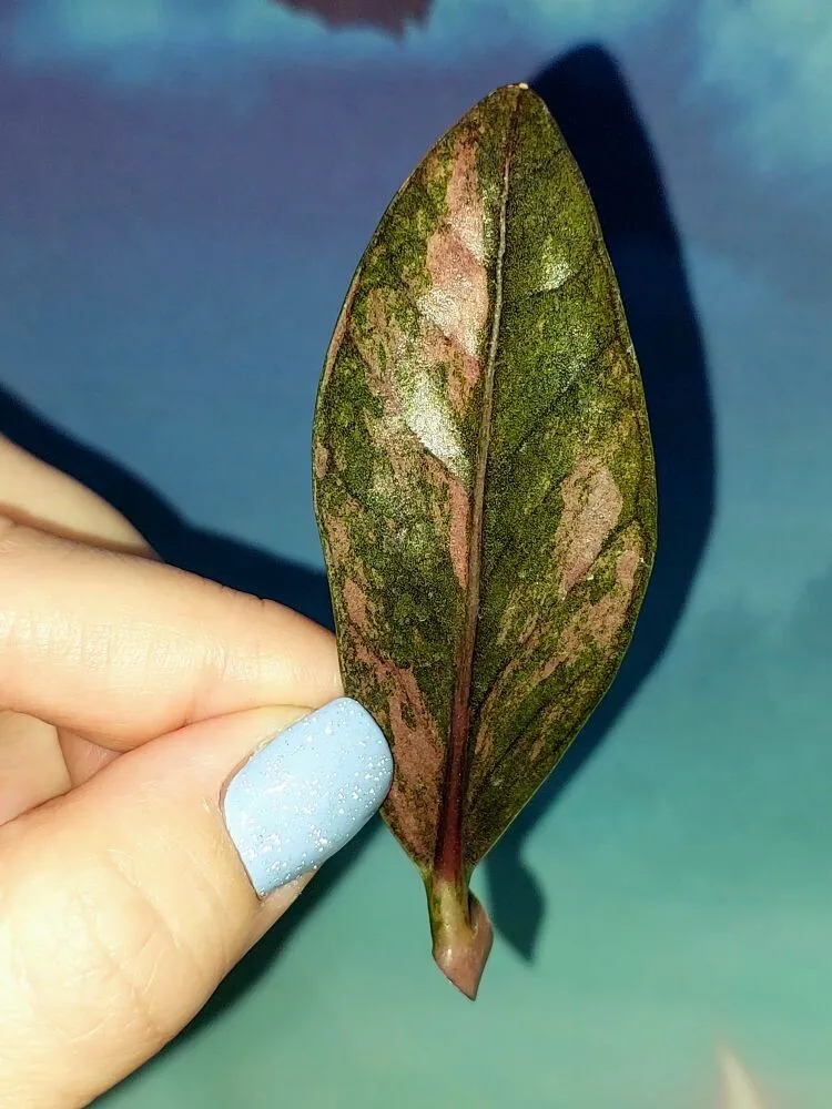 Zamioculcas Black Multicolors