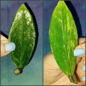Zamioculcas Lemon