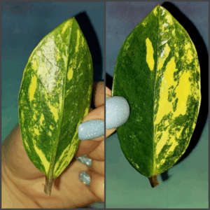 Zamioculcas Lemon