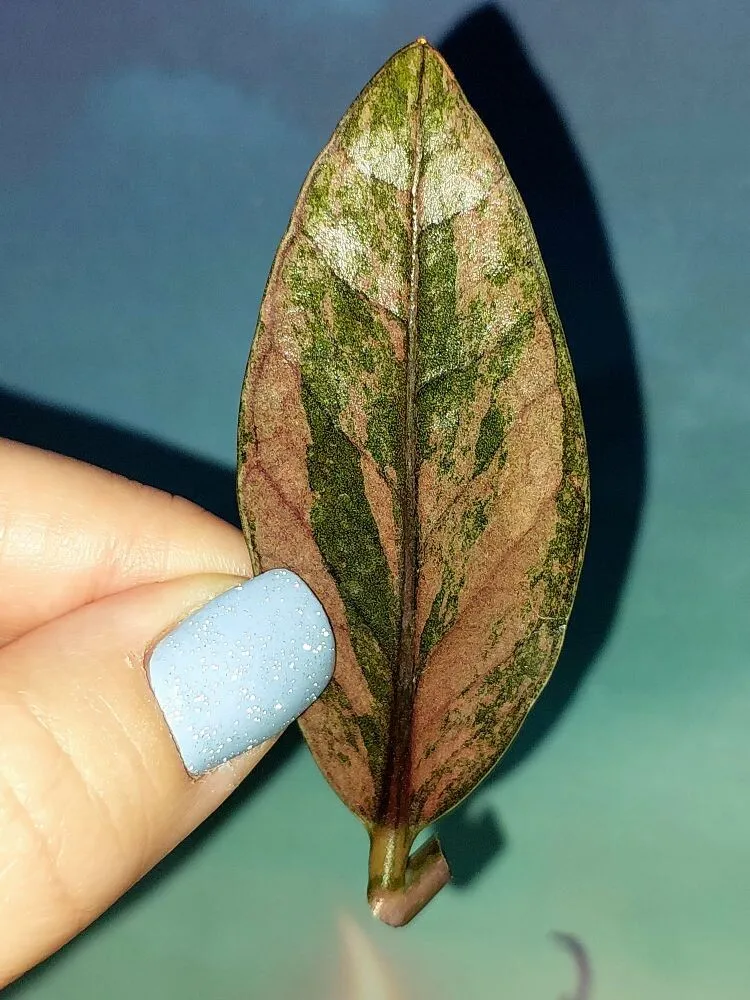 Zamioculcas Black Multicolors