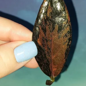 Zamioculcas Black Multicolors