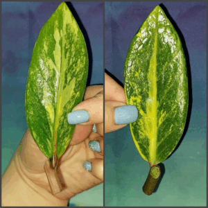 Zamioculcas Lemon