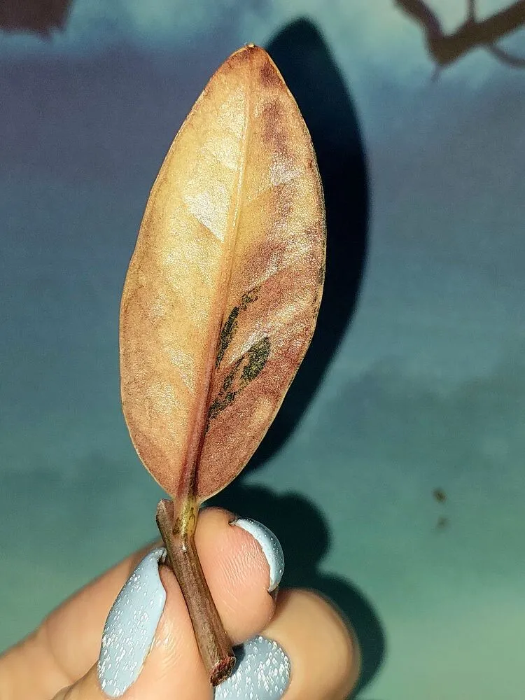 Zamioculcas Black Multicolors