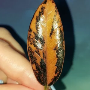 Zamioculcas Black Multicolors