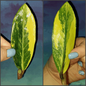 Zamioculcas Lemon