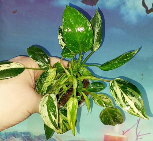 Philodendron Emerald Queen Marble