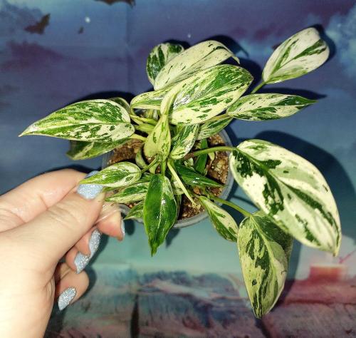 Philodendron Emerald Queen Marble