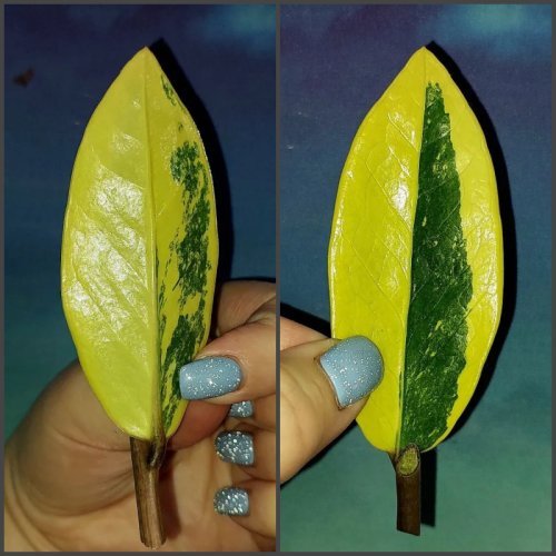 Zamioculcas Lemon
