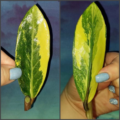 Zamioculcas Lemon