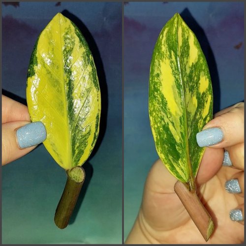 Zamioculcas Lemon