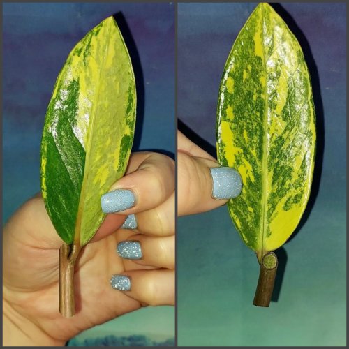 Zamioculcas Lemon