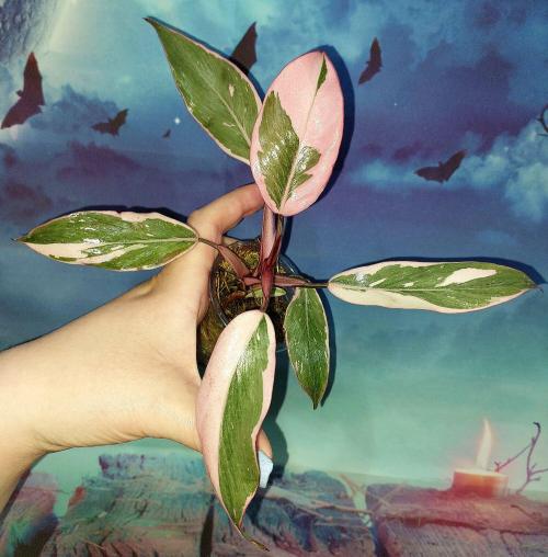 Philodendron Pink Princess Mutation
