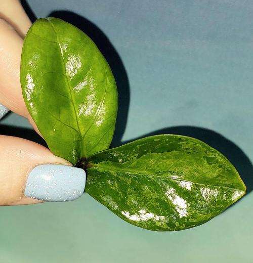 Zamioculcas Dwarf Variegated