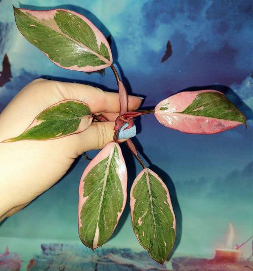 Philodendron Pink Princess Mutation
