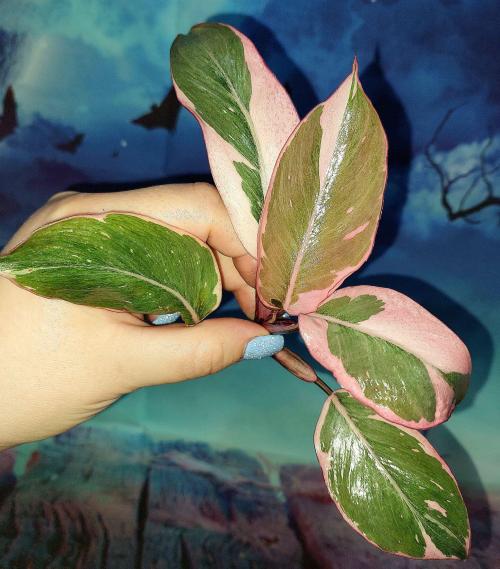 Philodendron Pink Princess Mutation