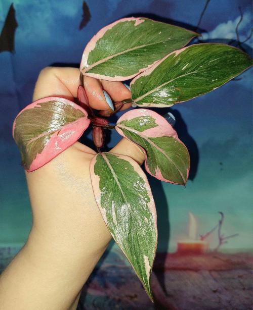 Philodendron Pink Princess Mutation