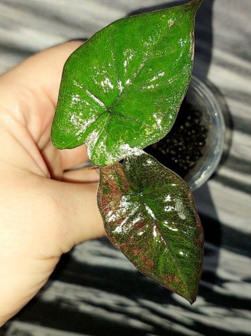Alocasia Plumbea Nigra Pink variegated