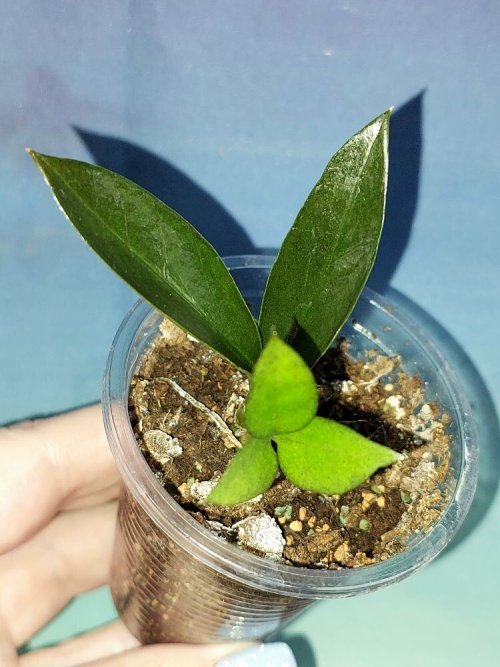 Zamioculcas Zamicro Dark
