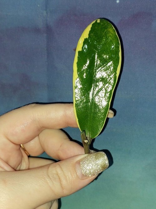 Zamioculcas Short Live Variegated
