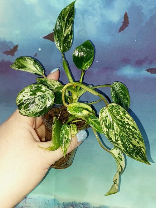 Philodendron Emerald Queen Marble