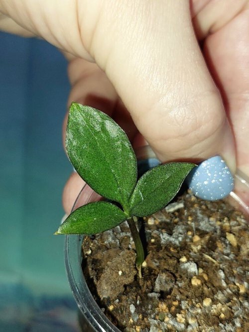Zamioculcas Zamicro Dark