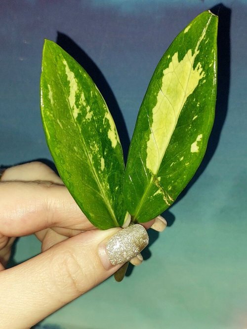 Zamioculcas Short Live Variegated