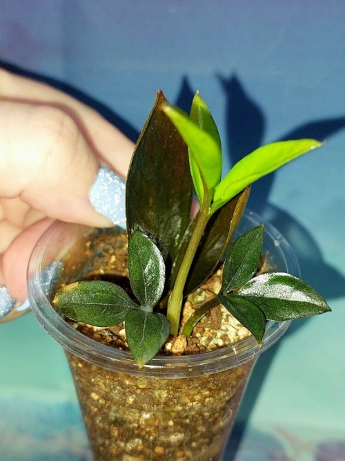 Zamioculcas Zamicro Dark