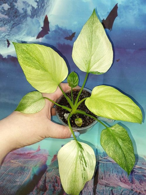 Philodendron Warszewiczii Variegated